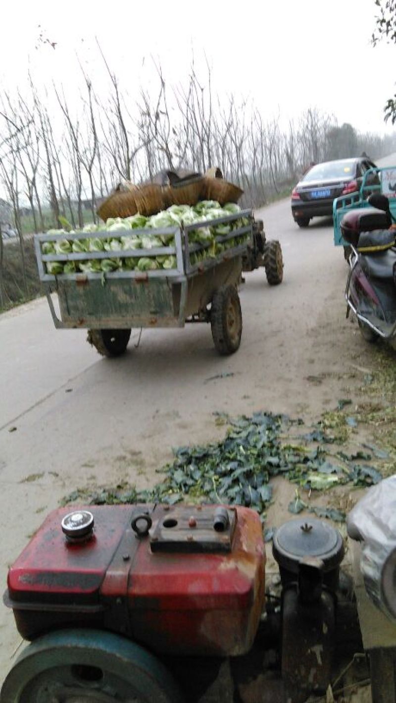 湖北省天门市小白花菜。口感好品质保证基地直发