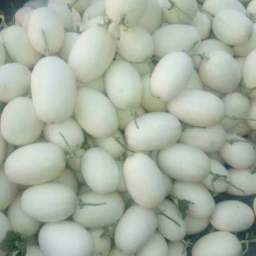 【精品】陕西甜瓜全国发货品种齐全保质保量薄利多销