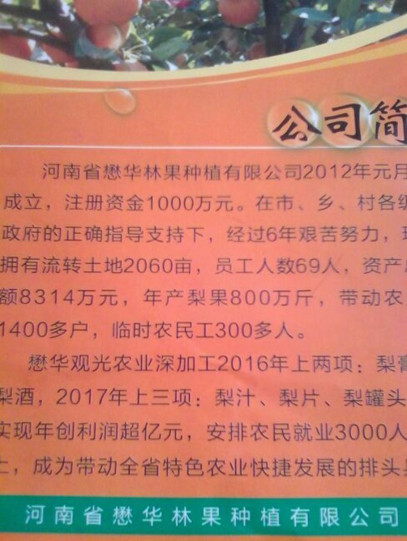 韩国梨200~250g纸袋