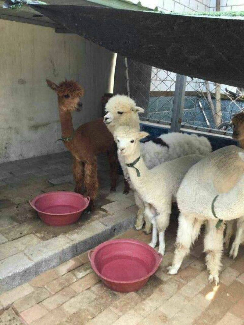 羊驼旅游观光展览