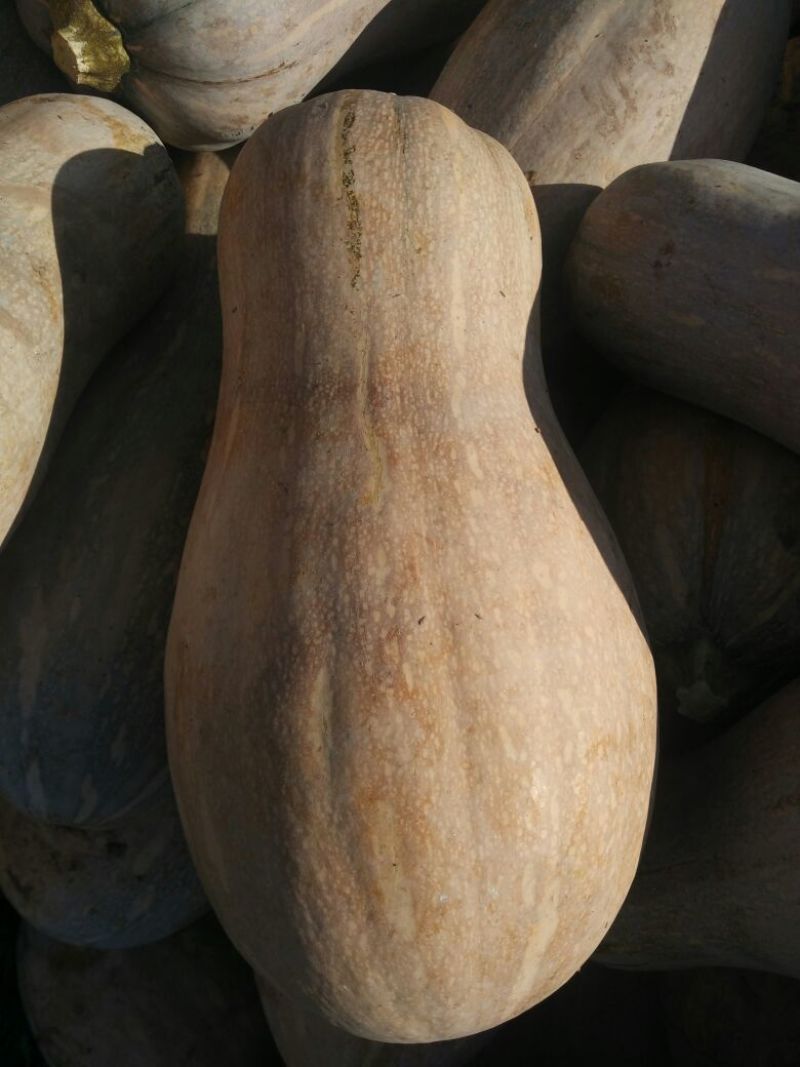 蜜本南瓜