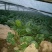 越冬菠菜20~25厘米