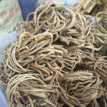鸡屎藤全草
