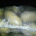 荷兰十五土豆3两以上大量供应各种规格品质的货源。