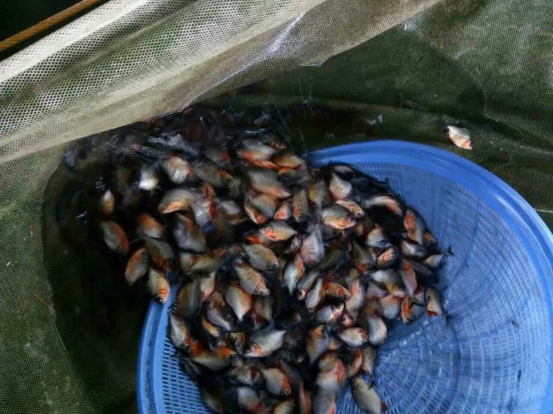 鲳鱼鱼苗，大量批发，欢迎订购。。。。。。