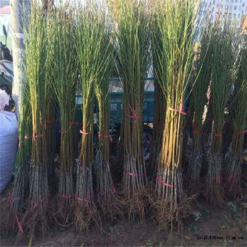 毛桃树苗80cm以上，规格全，大量现货，可实地考察订苗