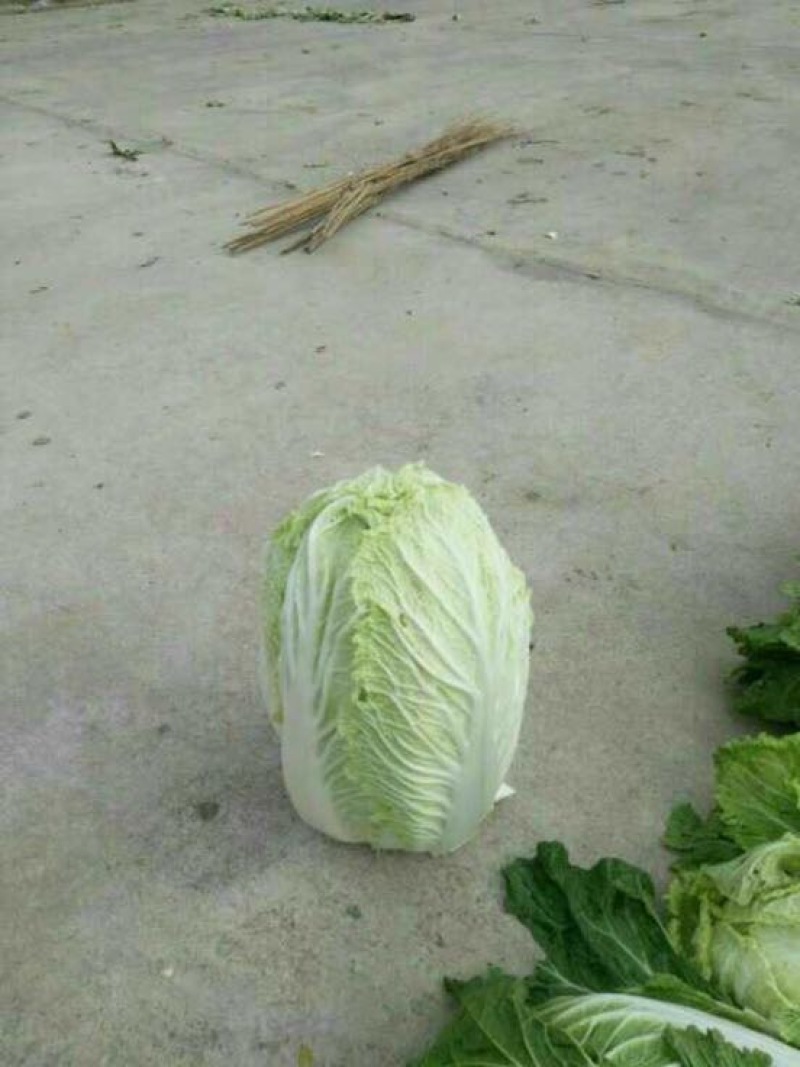 大白菜