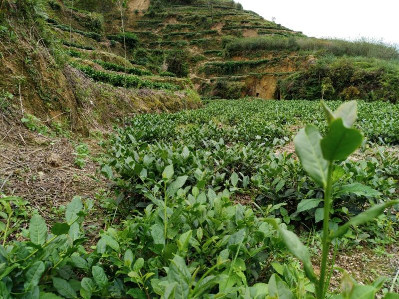 观音茶特级