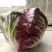 荷兰菊苣菜10~12cm