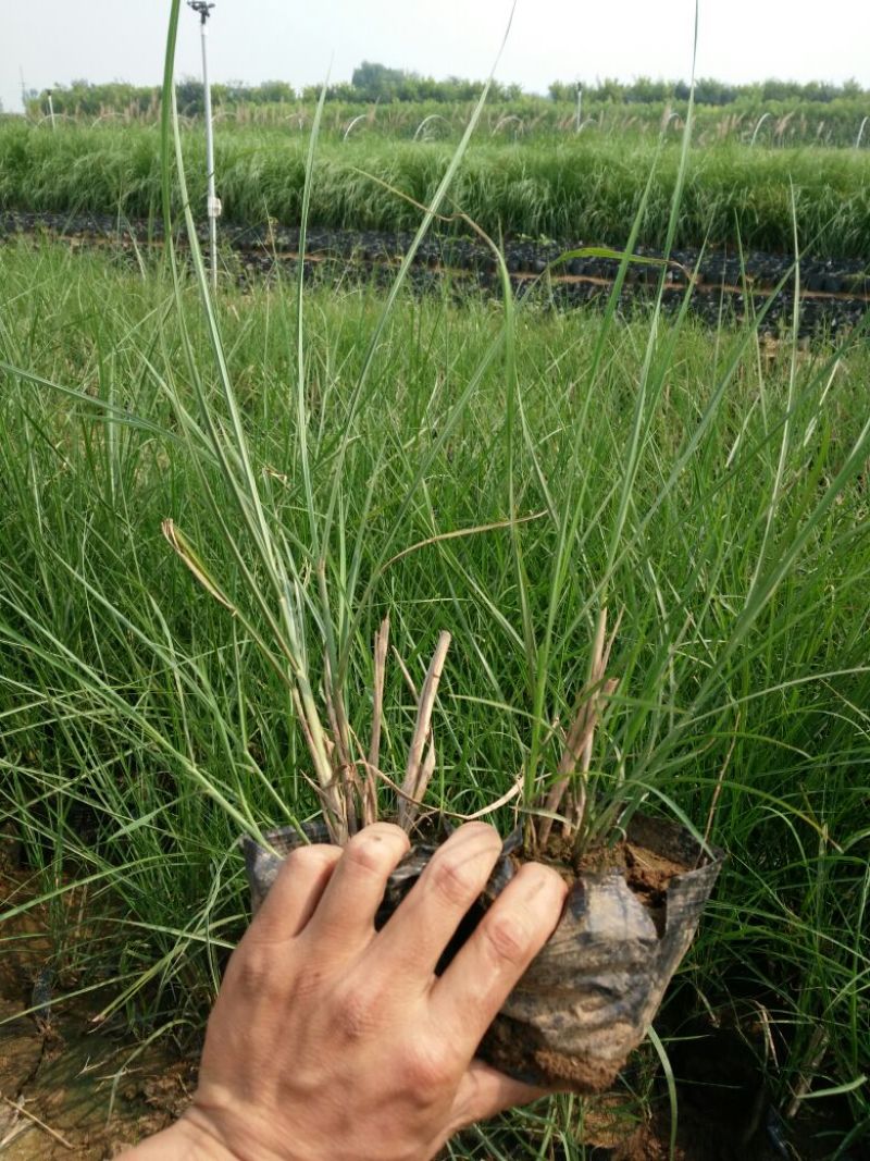 睡莲盆栽睡莲品种睡莲香水睡莲睡莲供应睡莲基地
