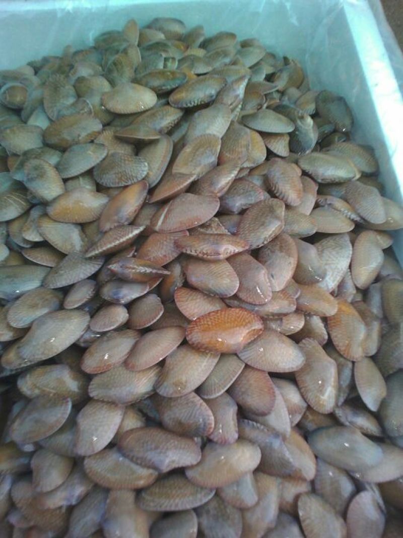 海螺食用鲜活5~10只/kg