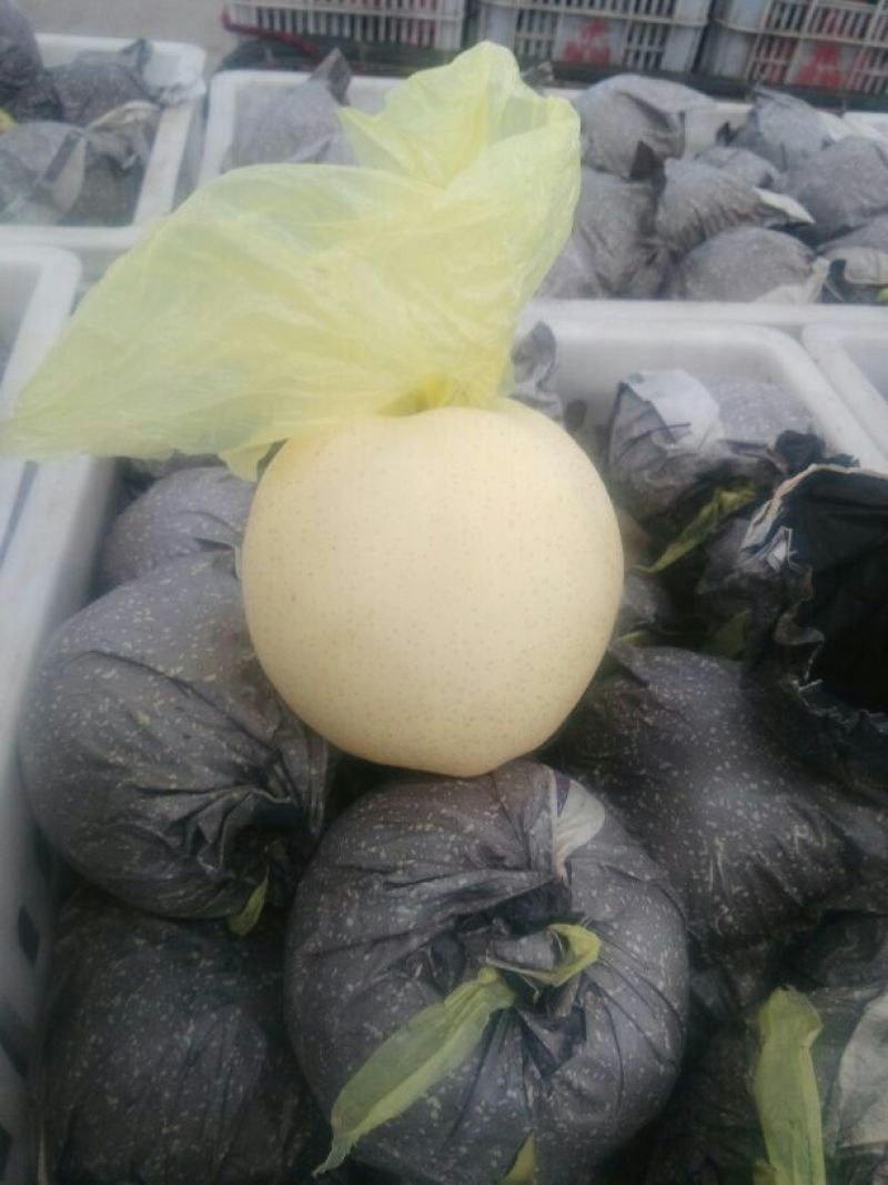 皇冠梨300~350g纸袋