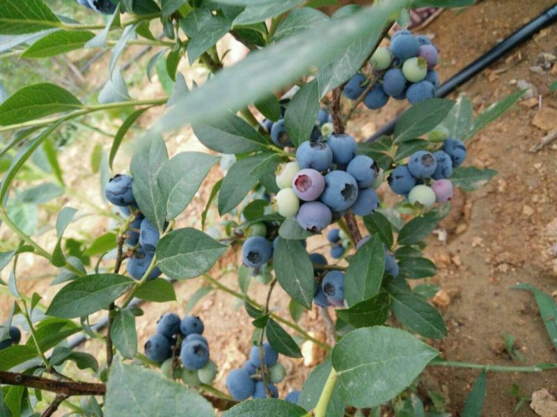 蓝丰蓝莓12~14mm以上