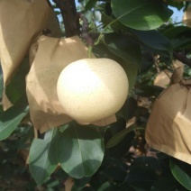 皇冠梨250~300g纸袋