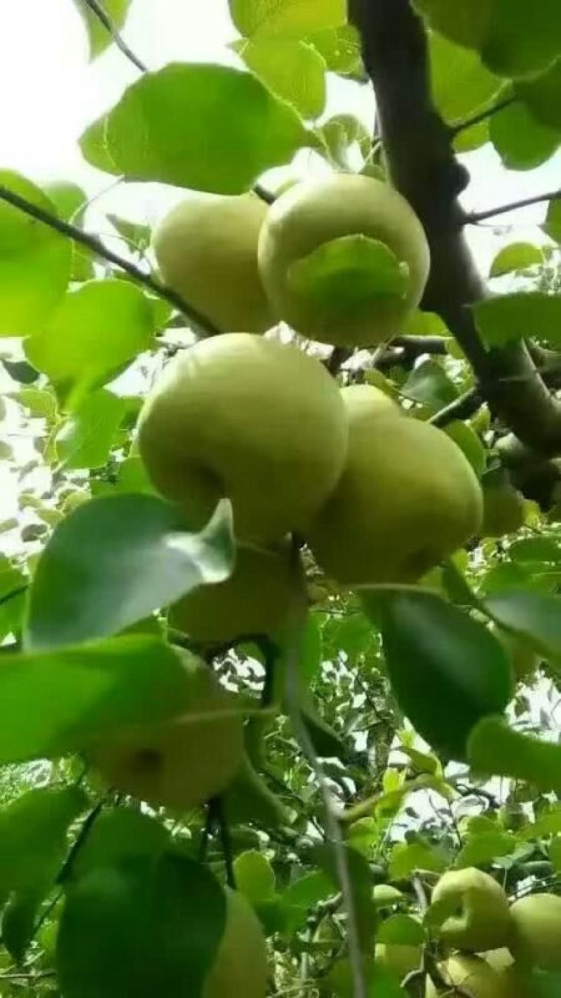 酥梨250~300g光果