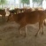 鲁西黄牛犊100~200kg