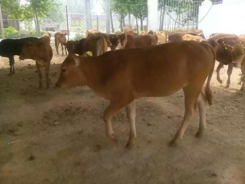鲁西黄牛犊100~200kg