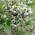 蓝莓苗0.5~1年50~80cm当年结果