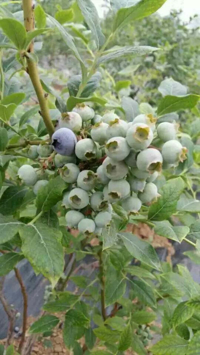 蓝莓苗0.5~1年50~80cm当年结果