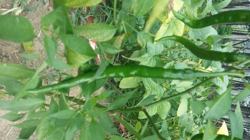 青椒2cm以上