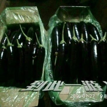 布利塔长茄大量供应品质好