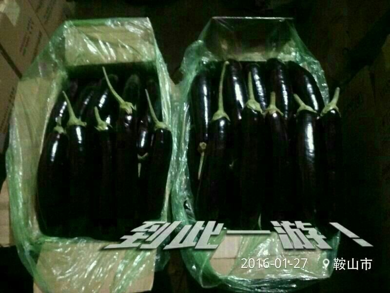 布利塔长茄大量供应品质好