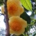 金花茶树苗防普金花茶苗凹脉一年开花保正品假一罚百