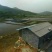 中华圆田螺作种鲜活