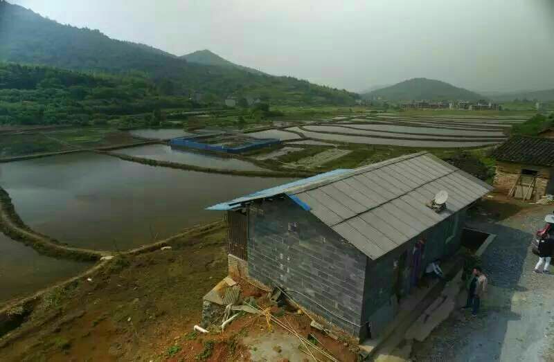 中华圆田螺作种鲜活