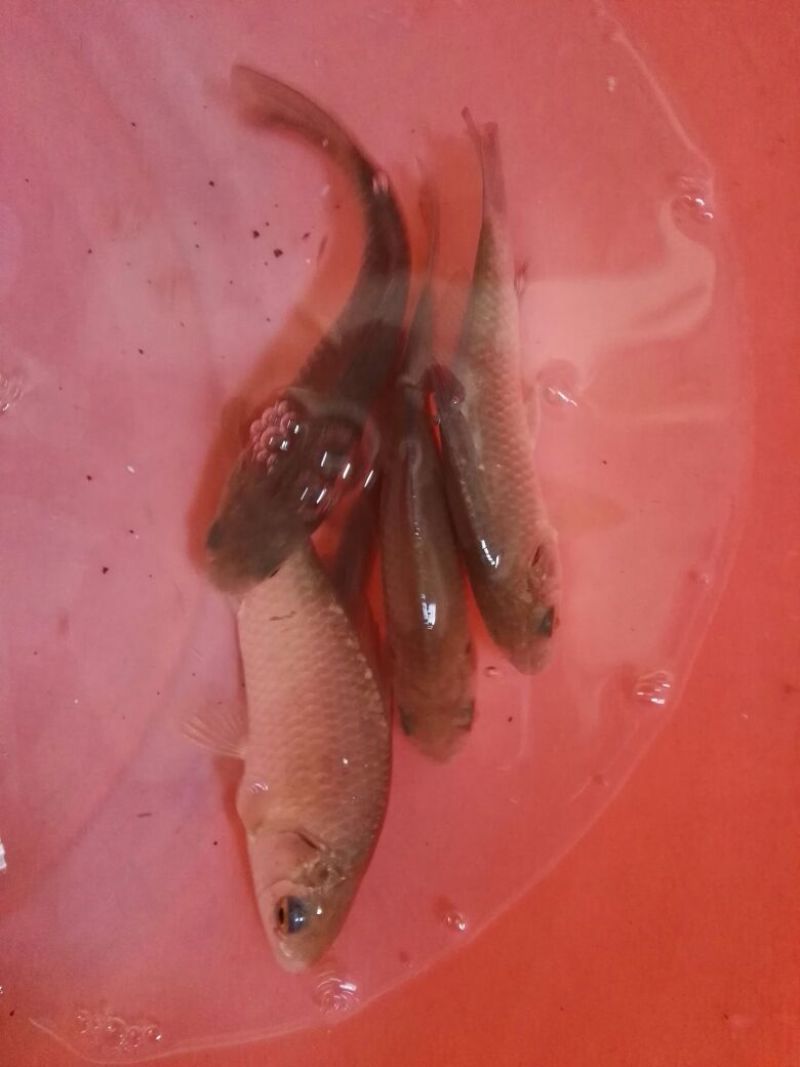 淇河鲫食用