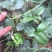 草莓苗10~20cm