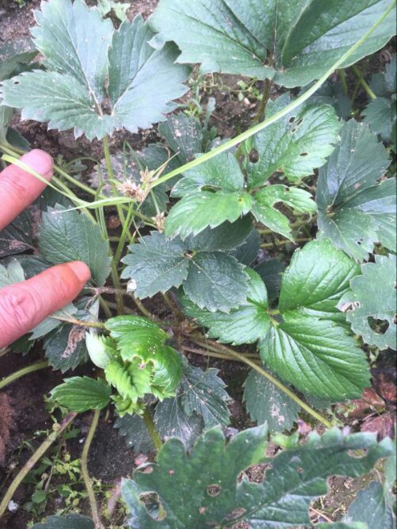 草莓苗10~20cm