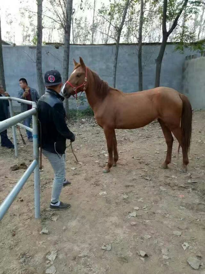 肉马100~200kg