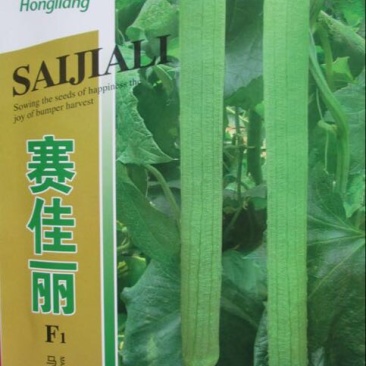无蔓金丝瓜种子
