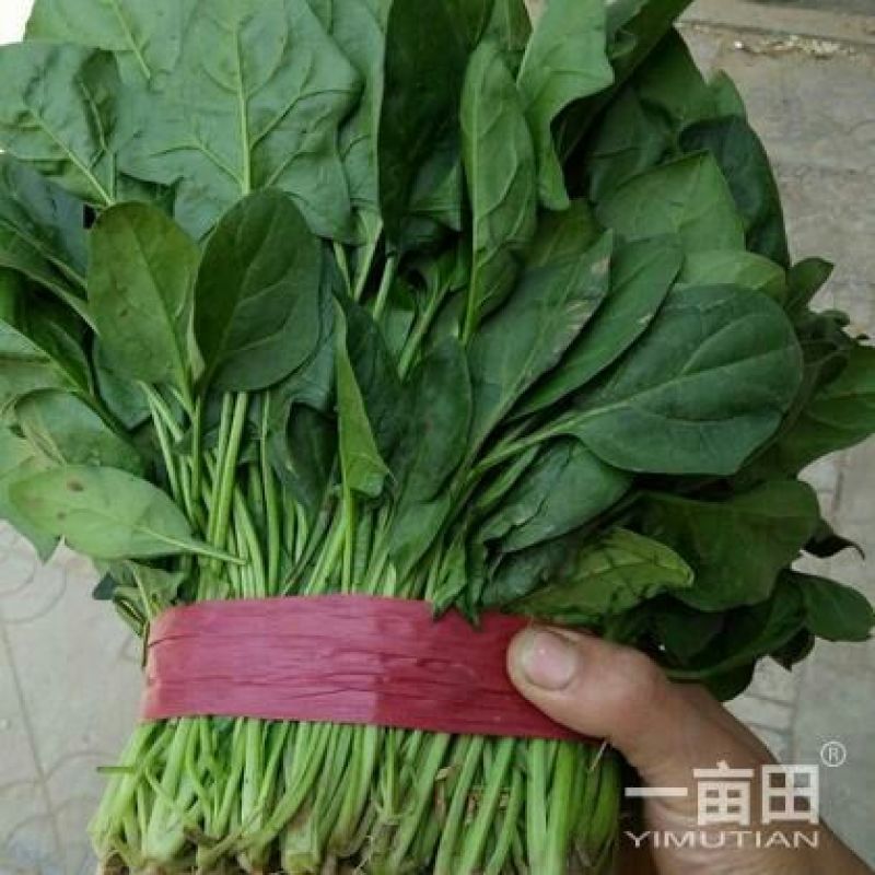 大叶菠菜20~25厘米