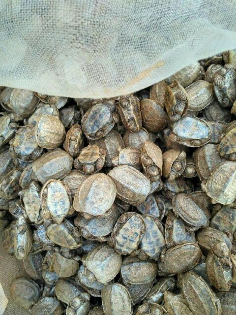 正品中华草龟乌龟及苗成品金线龟苗
