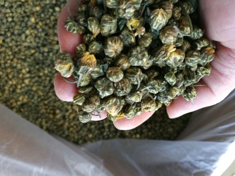 白菊花茶胎菊