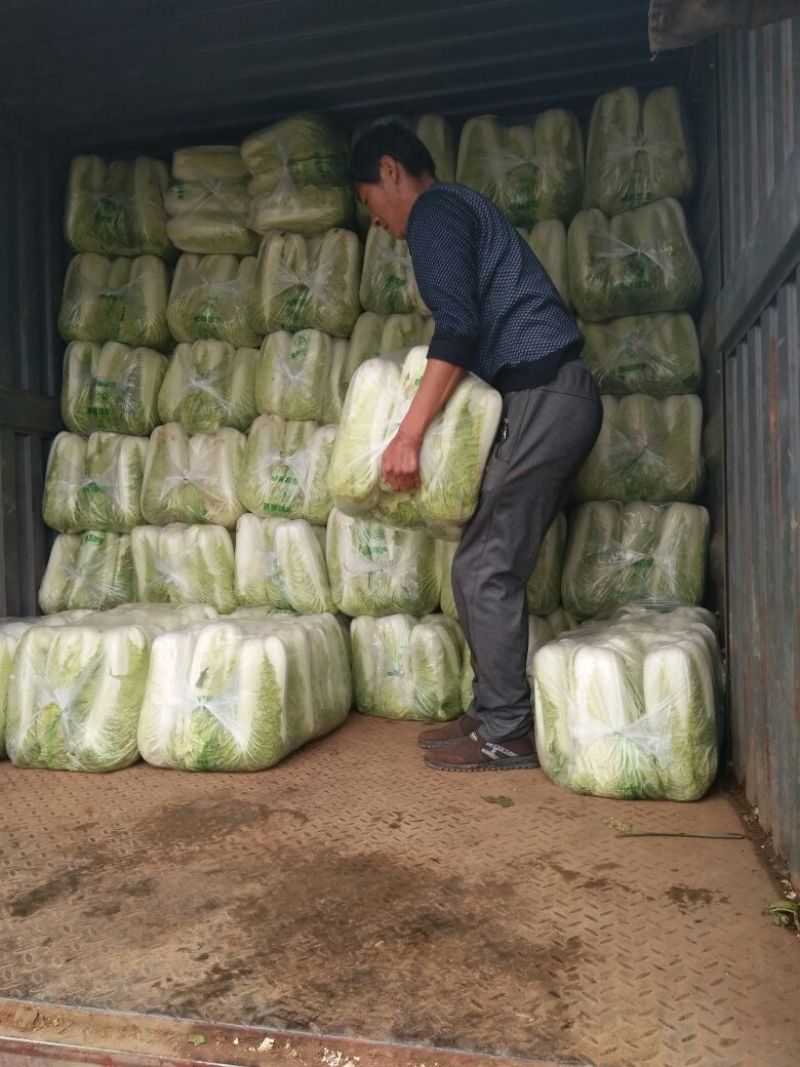 山东肥城北京新三号大白菜大量供应中，冷库储存。净菜毛菜