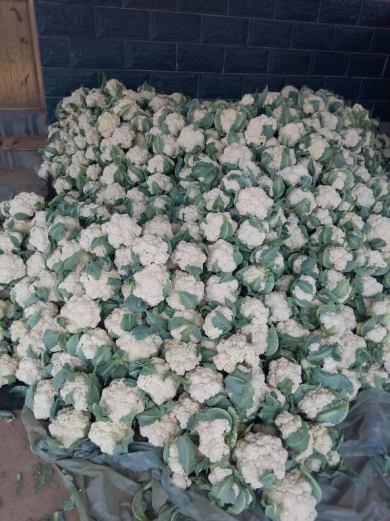 白花菜散装