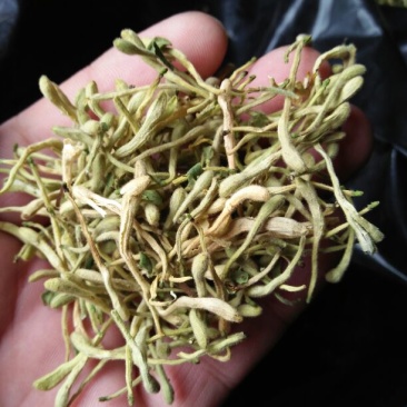 金银花色青花
