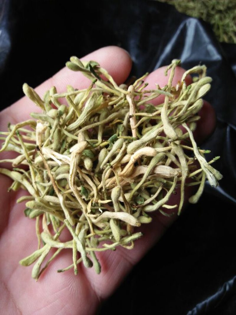 金银花色青花