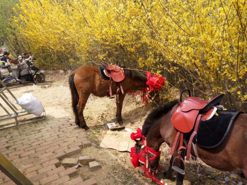 肉马300~400kg