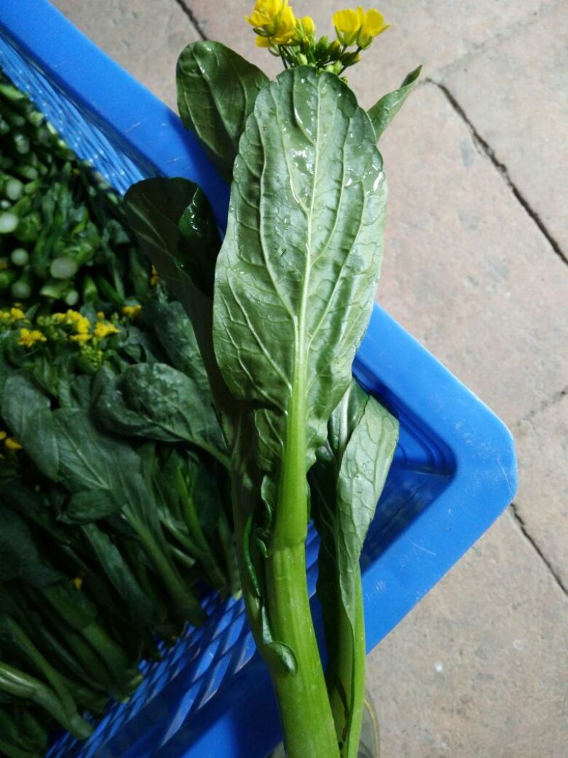 蔬菜