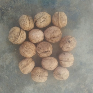 核桃去皮干