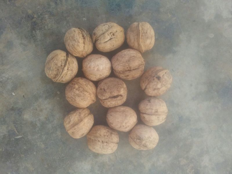 核桃去皮干