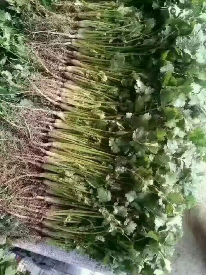 大叶香菜15~20厘米以上