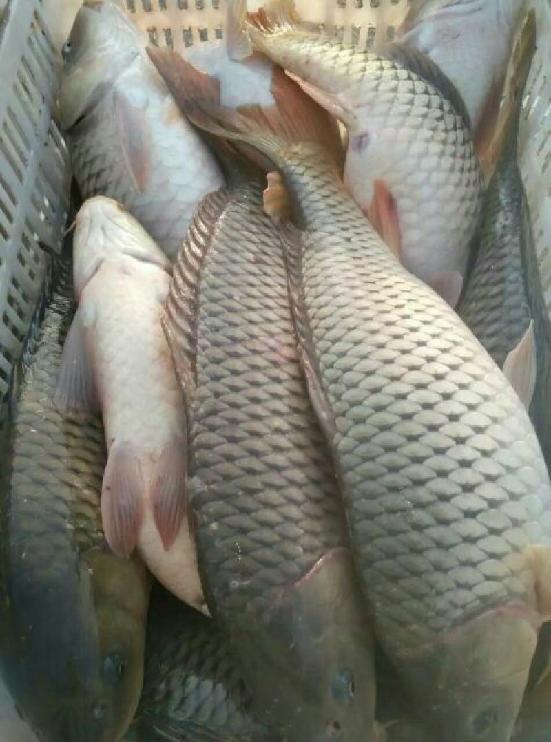 池鲤鱼饲料1~2公斤
