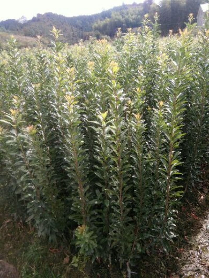 杨梅树30~50cm