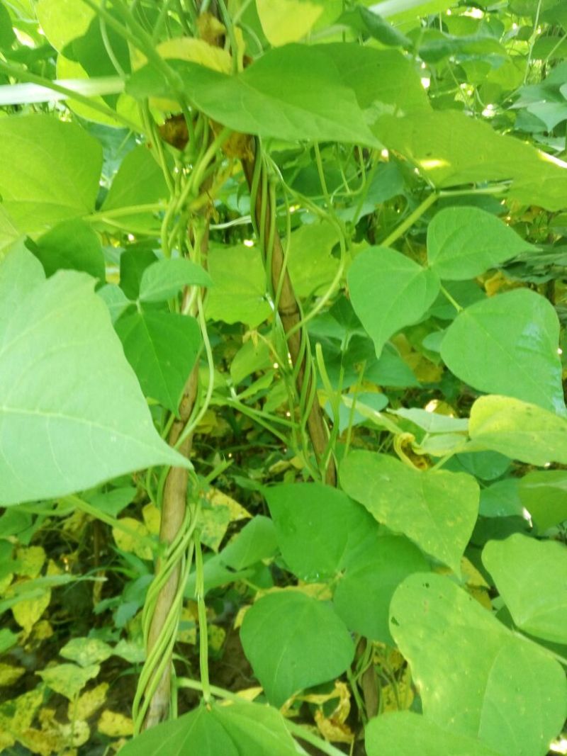 无筋豆20厘米以上