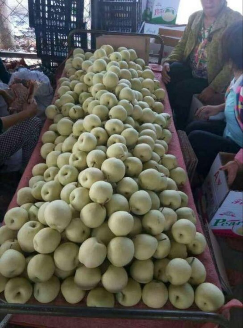 山西临猗贡梨纸袋膜袋，400~450g品质好货